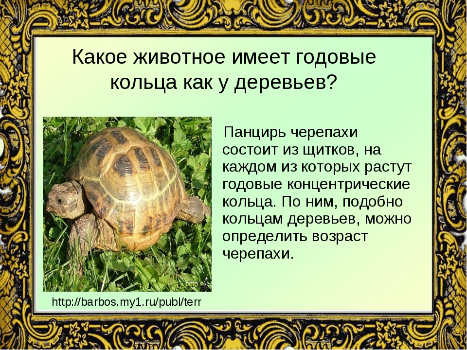 ???? как сохранить дикую черепаху как домашнее животное - 2021