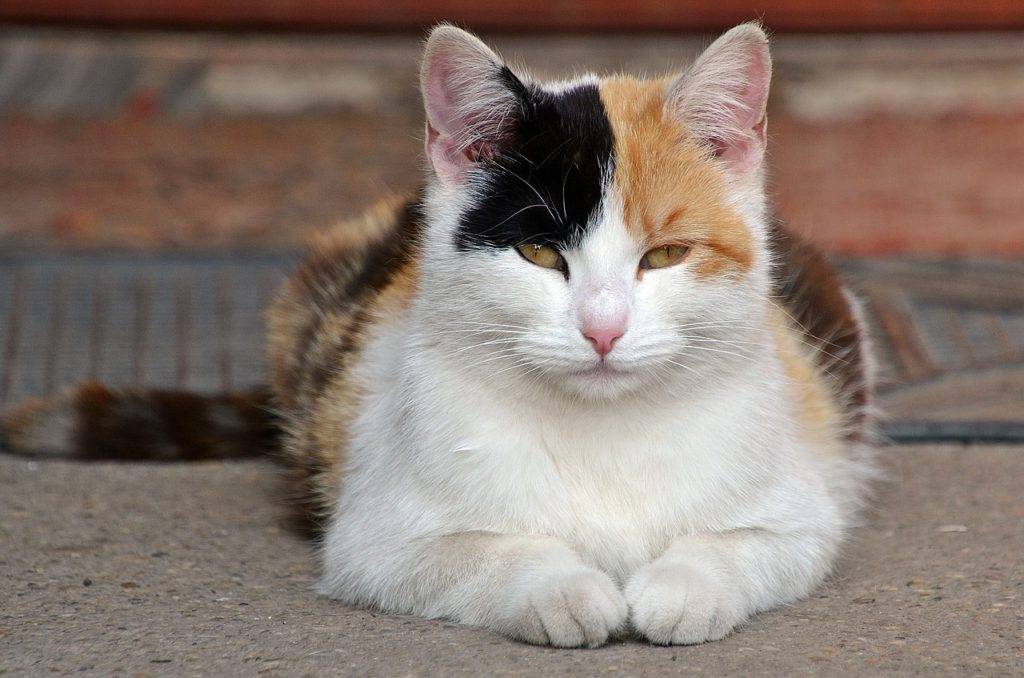 Трехцветная кошка