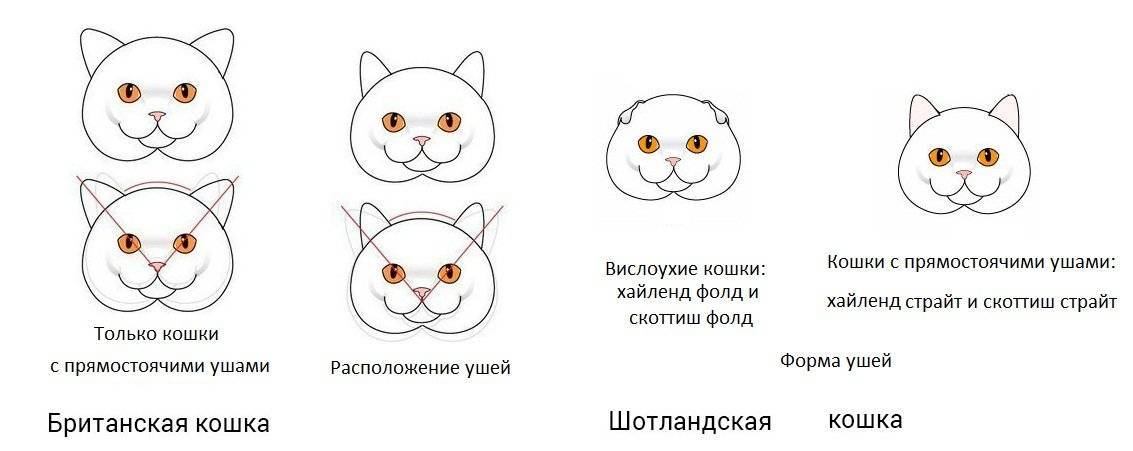 Как отличить кота от кошки и определить пол котенка: как различают мальчиков и девочек в маленьком и взрослом возрасте, фото