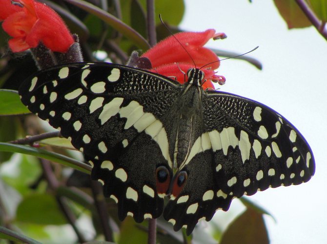 Удивительно красивые бабочки, которых вы ещё не видели (+ фото )