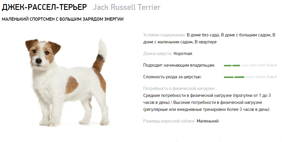 Как воспитать джека. Стандарты породы Джек Рассел терьер щенки. Джек-Рассел-терьер рост щенка. Джек-Рассел-терьер Размеры взрослой собаки. Вес Джек Рассела по месяцам таблица.