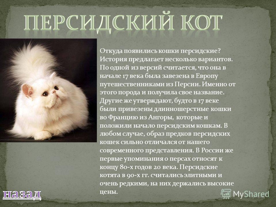 Кошка эльф: описание породы, характер, советы по содержанию и уходу, фото