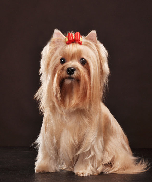 Порода собак русская салонная фото