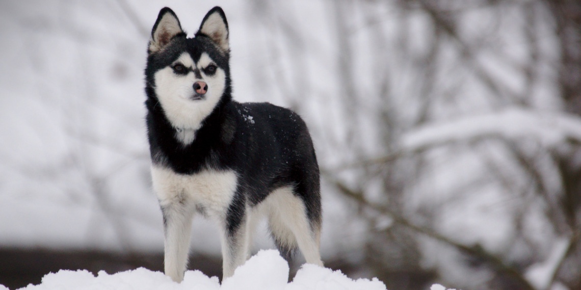 Аляскинский кли-кай (46 фото): как называется порода мини-хаски? как выглядят маленькие собаки? отзывы владельцев