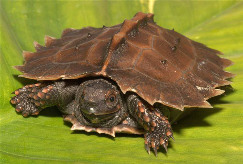 Род колючие черепахи (heosemys)