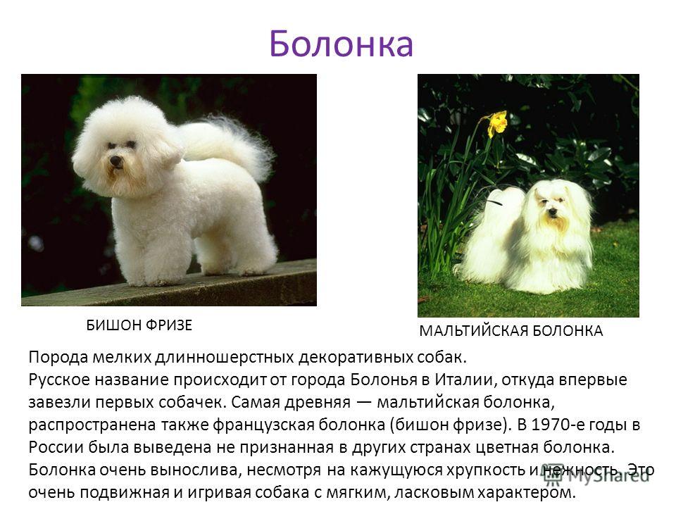 Болонки (64 фото): описание породы, белые и черные карликовые виды. как выглядят щенки? сколько живут мини-собаки?