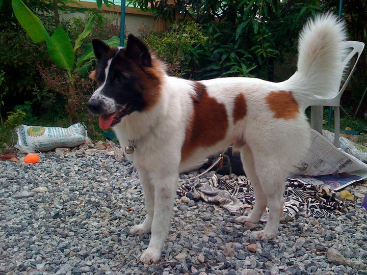 Тайская собака bangkaew - thai bangkaew dog
