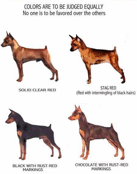 Цвергпинчер: описание породы, цена щенков