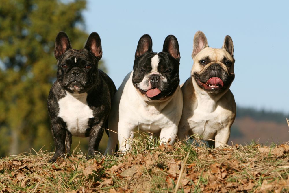 Бостон-терьер (бостонский терьер): фото собаки, характеристики, цена и уход