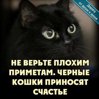 Кошка – лучшая защита вашего дома от нечисти и дурного глаза, выберите свою :: инфониак