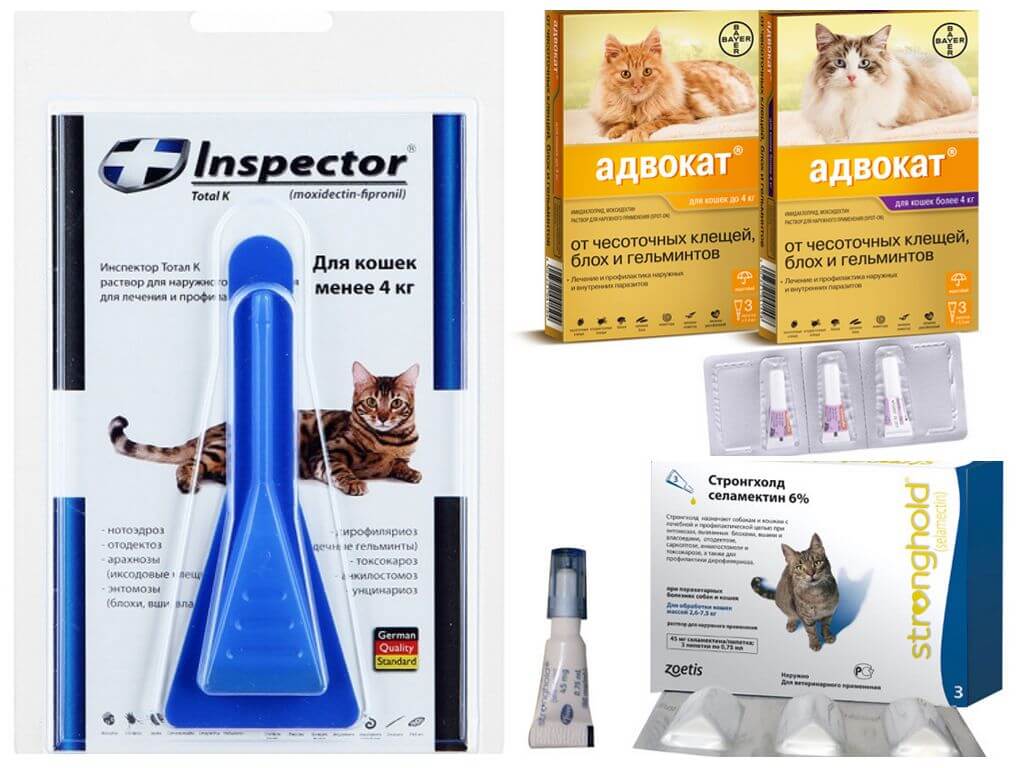 Капли для кошек; адвокат: инструкция по применению препарата от блох, глистов и клещей
