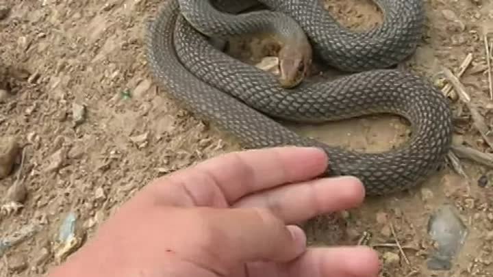 Змея толстопуз. желтобрюхий полоз – страшный, но не опасный. отличия от змей