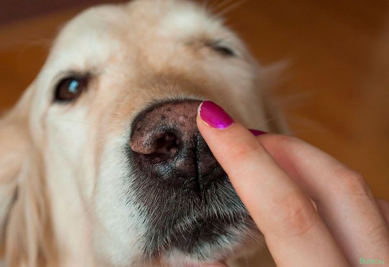 Каким должен быть нос у здоровой собаки: причины сухого и горячего носа, возможные болезни