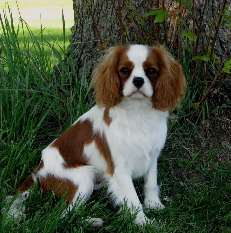 Кавалер-кинг-чарльз-спаниель (92 фото): описание породы, особенности характера взрослых собак и щенков. отзывы владельцев