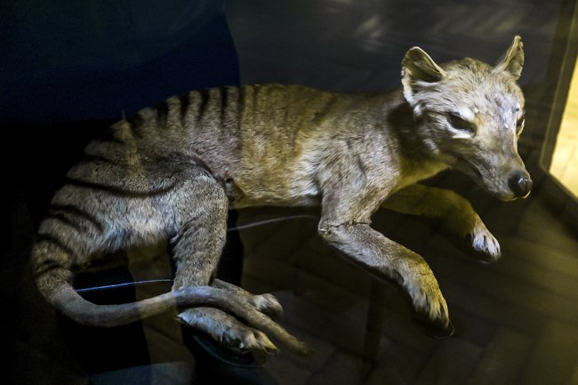 Сумчатый волк тилацин — интересные факты