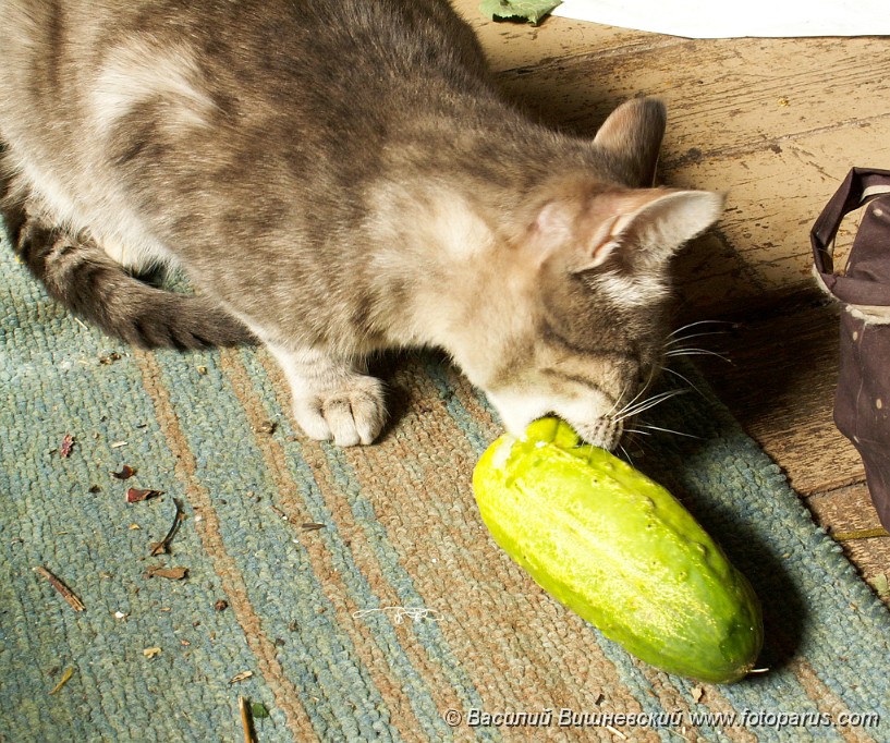 6 достоверных причин почему коты боятся огурцов и воды