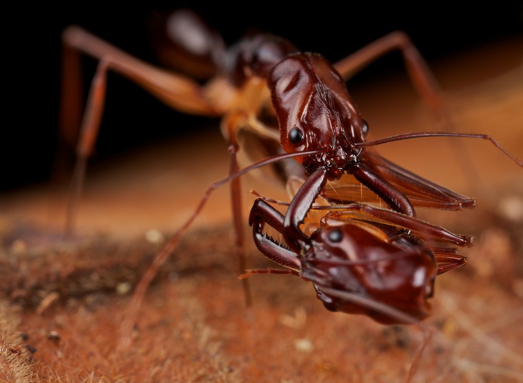 Odontomachus monticola (муравей-капканчик) : описание, содержание, кормление, уход