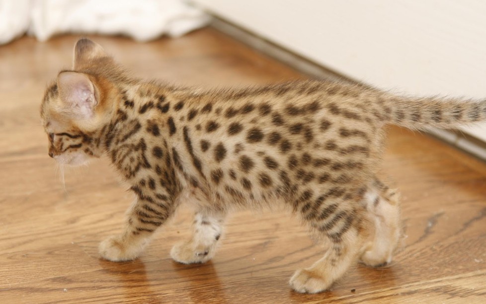 Самые дорогие кошки (55 фото): дорогостоящие породы котов с названиями, топ-10 самых дорогих котят в мире, редкие домашние кошки
