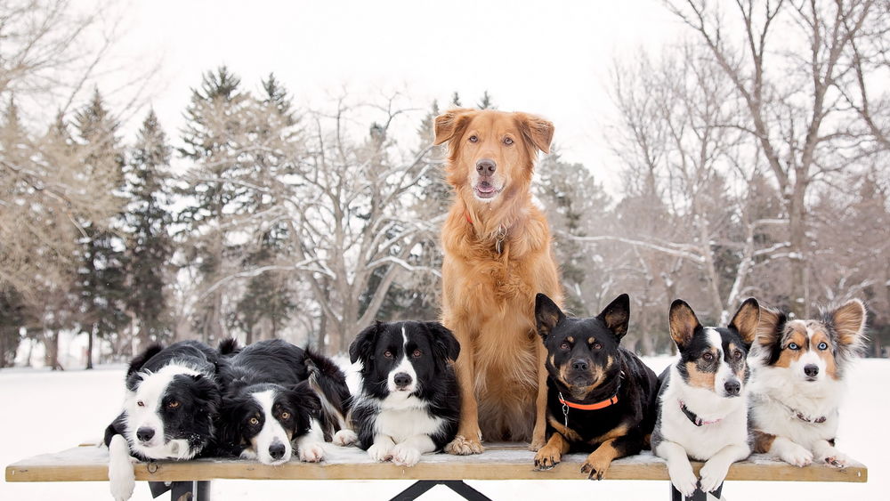 Какая маленькая собака может жить на улице зимой — сайт эксперта по животным