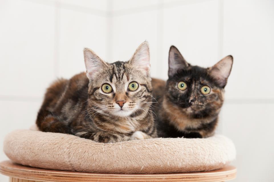 Кот или кошка – кого лучше выбрать, чтобы завести в квартире