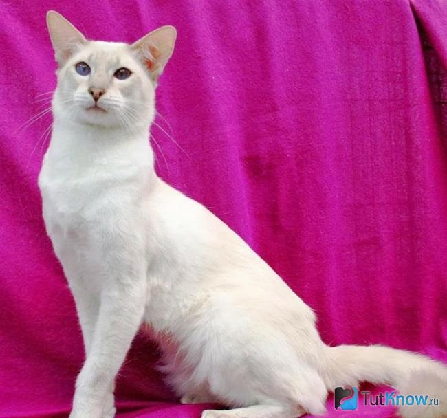 Яванская кошка (яванез): описание породы, характер, уход