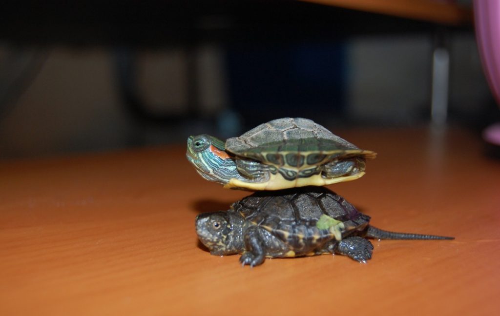 Размножение - все о черепахах и для черепах. как быстро растет красноухая черепаха и до каких размеров она вырастает в домашних условиях
