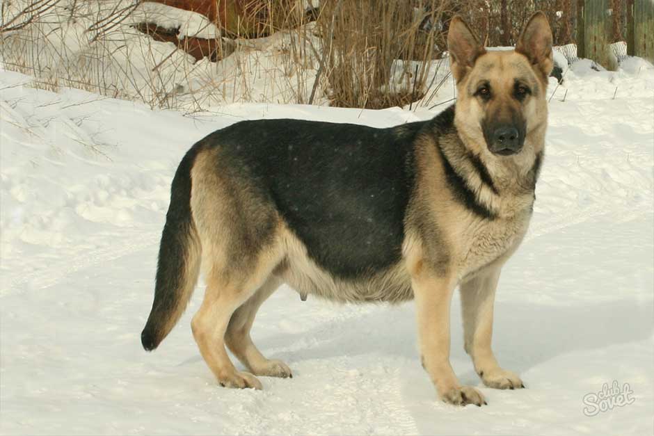 Беременность немецкой овчарки. Сколько беременность у собак немецкой овчарки. Щенки немецкой овчарки при рождении. Овчарка немецкая щенок родившийся. Беременная немецкая овчарка.