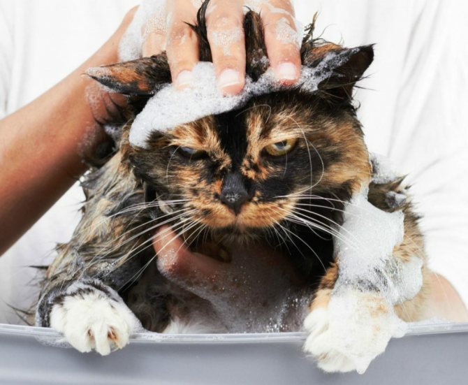 Как выбрать и использовать шампунь для кошек | блог ветклиники "беланта"