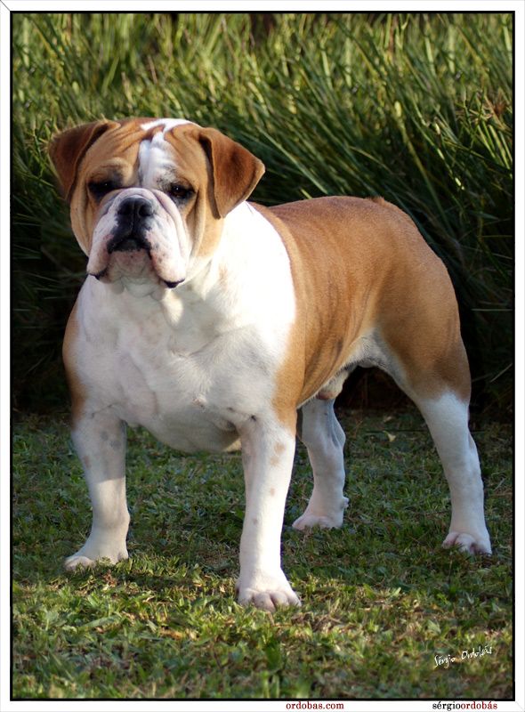 Американский бульдог собака. описание, особенности, виды, уход и цена породы