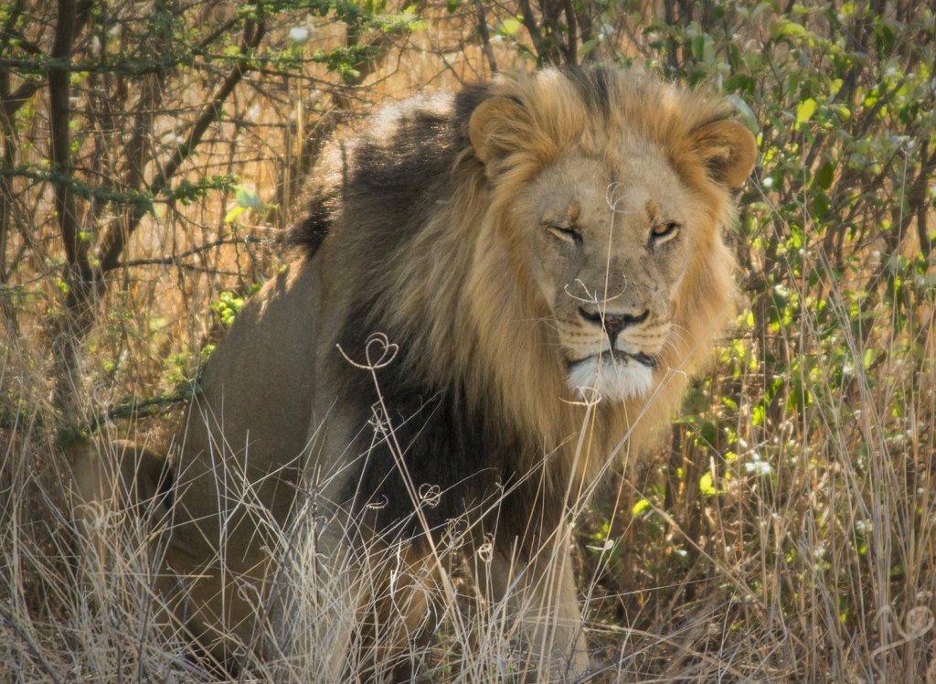 10 необычных фактов о знаке зодиака лев