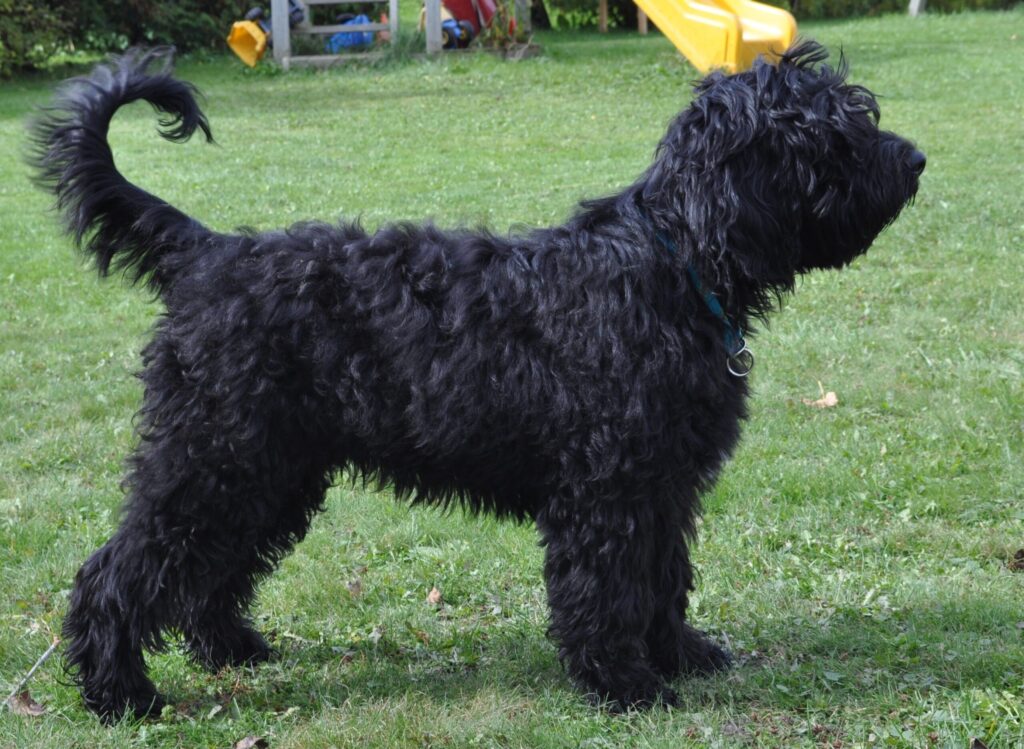 Барбет: редкая, охотничья собака из франции