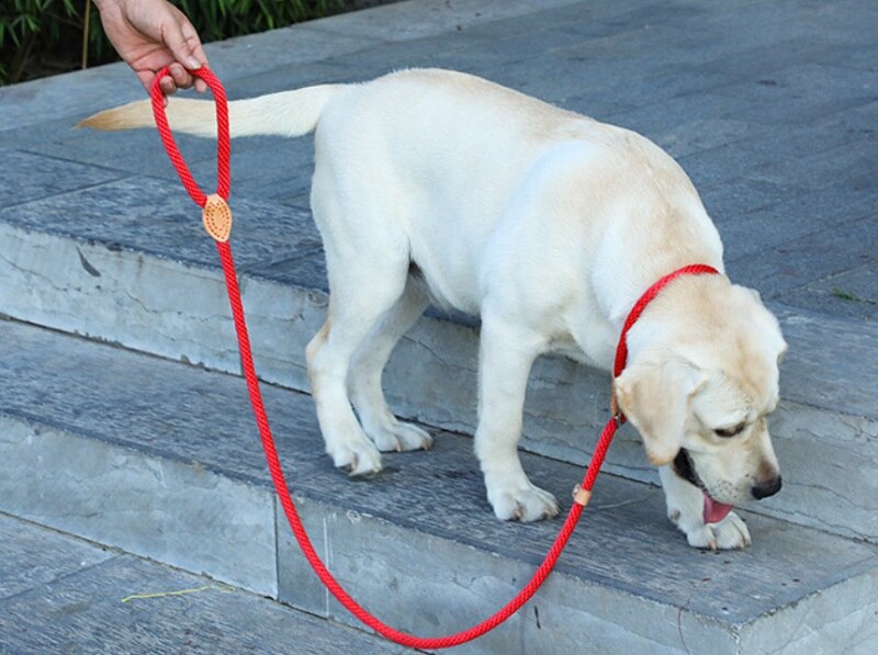 Собака во время прогулки грызет поводок. что делать? правильный вариант обучения.
