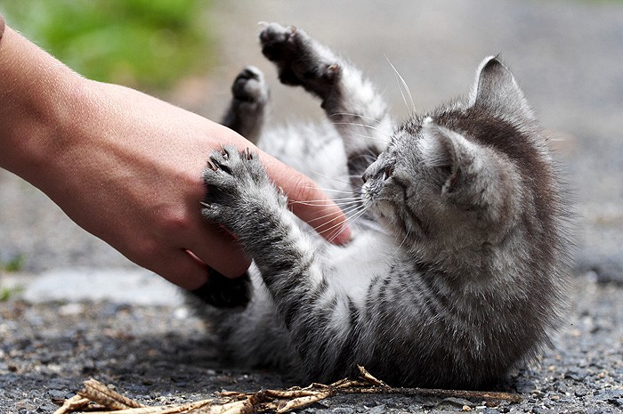 Как отучить котенка кусаться и царапаться за руки и за ноги