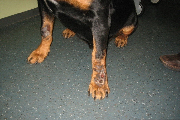 Защемление нерва у собаки: симптомы и лечение