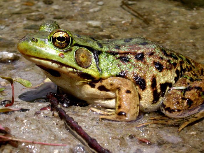 Зеленые лягушки: озерная, прудовая и съедобная
