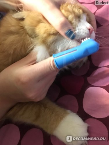 Чем опасен зубной камень у кошек