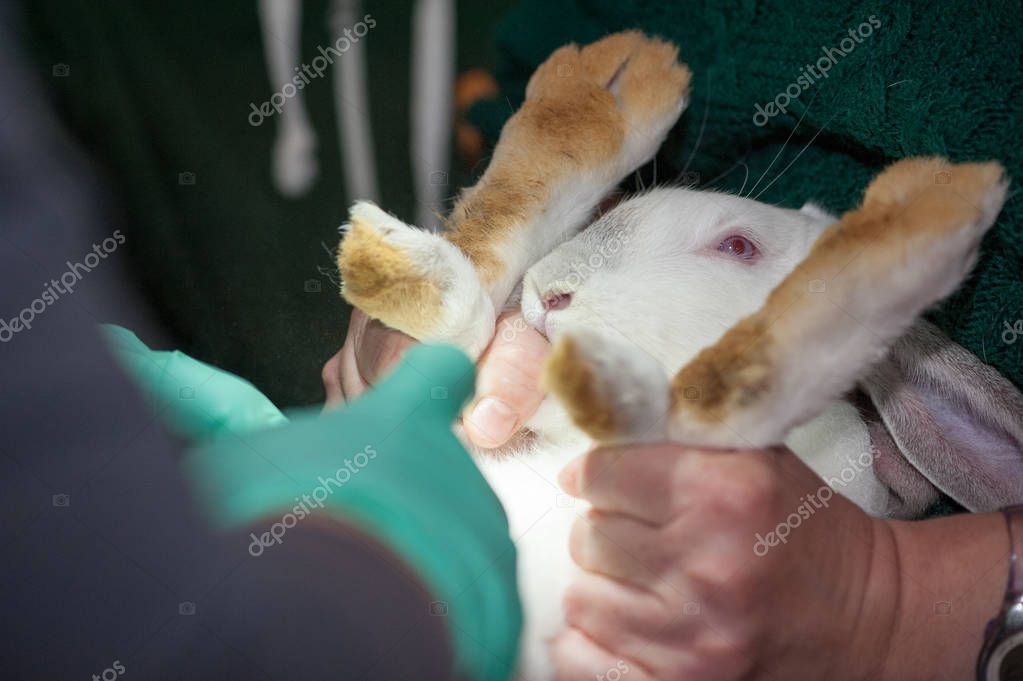 Кастрация кроликов: в каком возрасте проводят стерилизацию