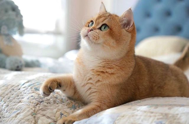 Кошка шиншилла – описание и история породы, характер, особенности ухода