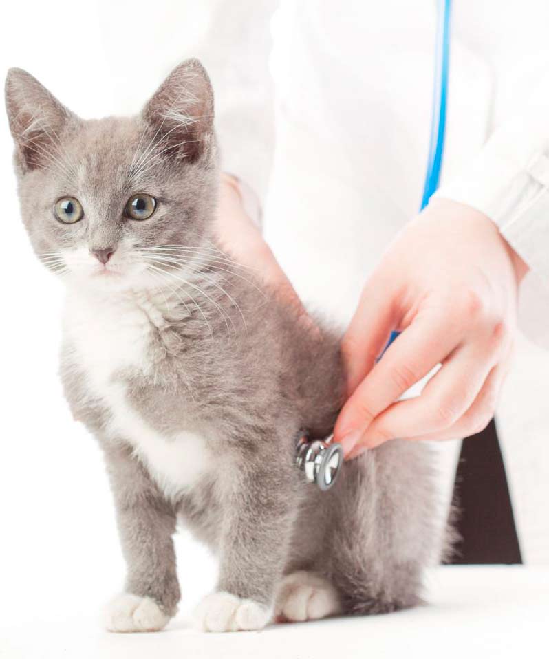 Что такое лейкоз у кошек