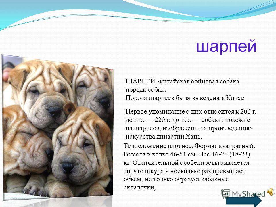 Собака шарпей: описание породы, характеристика, содержание