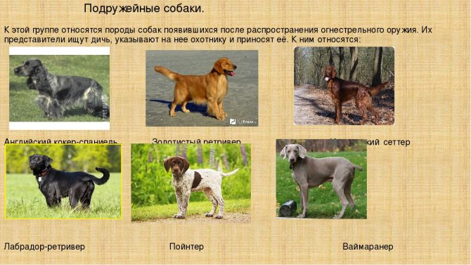 Немецкий дог (73 фото): характеристика породы. щенки черного и мраморного, голубого и других окрасов. характер собак