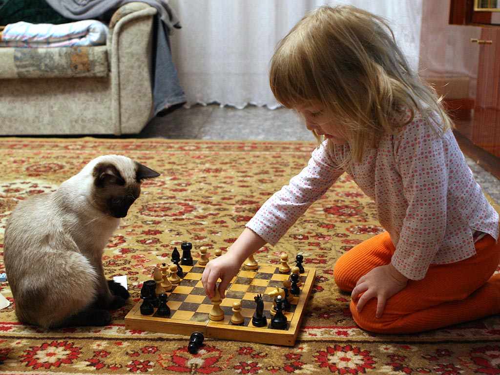 Как правильно играть с кошкой?