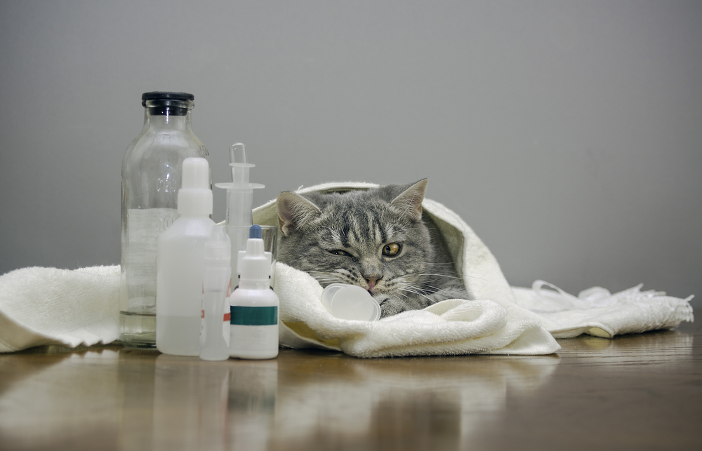 Панкреатит у кошек: как вылечить вашу кошку и поддержать здоровье