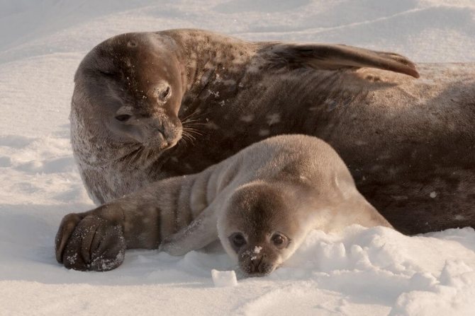 Описание гренландского тюленя из красной книги
