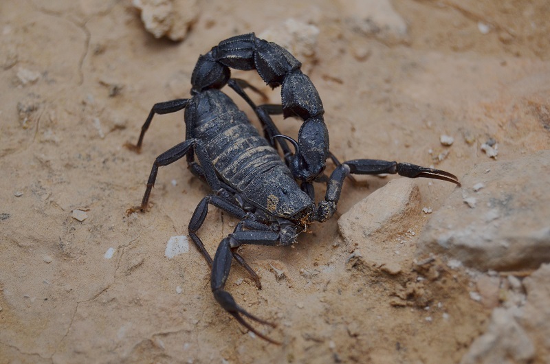 Скорпион животное. описание, особенности, виды, образ жизни и среда обитания скорпиона