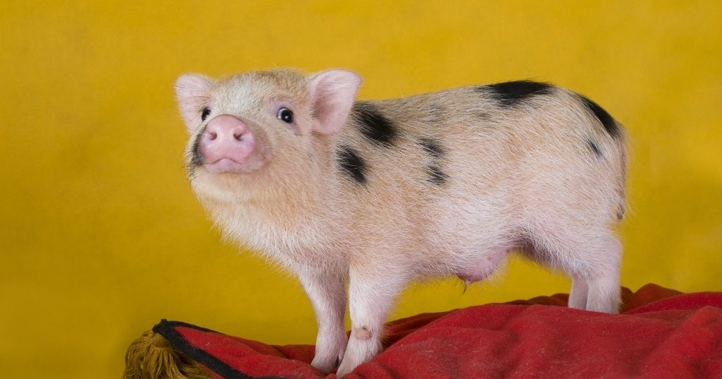 Модный питомец: свинка размером с чашку - новости о питомцах
