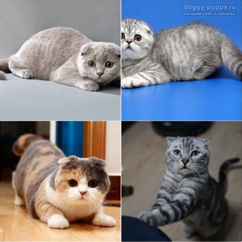 Шотландские котята: вислоухие, прямоухие, окрасы, фото, стоимость