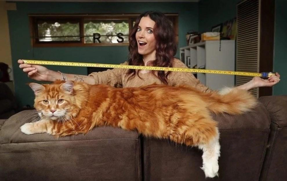 10 самых крупных пород домашних кошек для тех, кто хочет быть придавлен к дивану мурчащим трактором