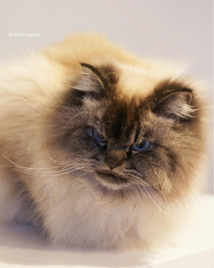 Самая злая кошка: названия пород, их описания и фото