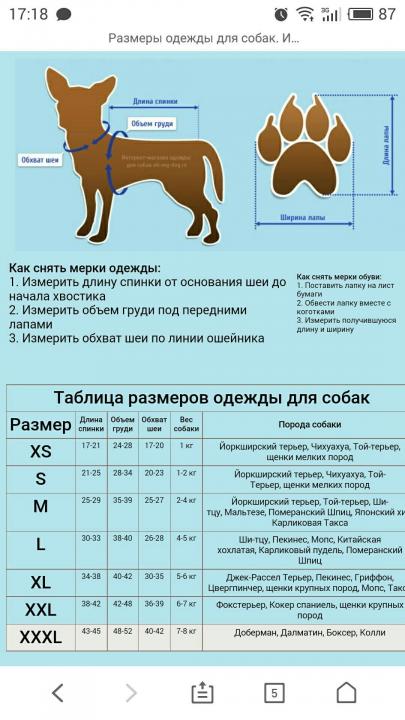 Лучшие породы собак для квартиры, топ-10 рейтинг собак 2021
